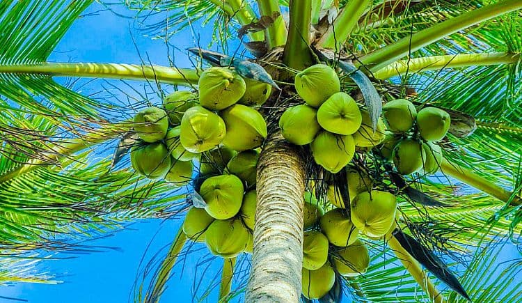 African countries that do not have coconut trees
