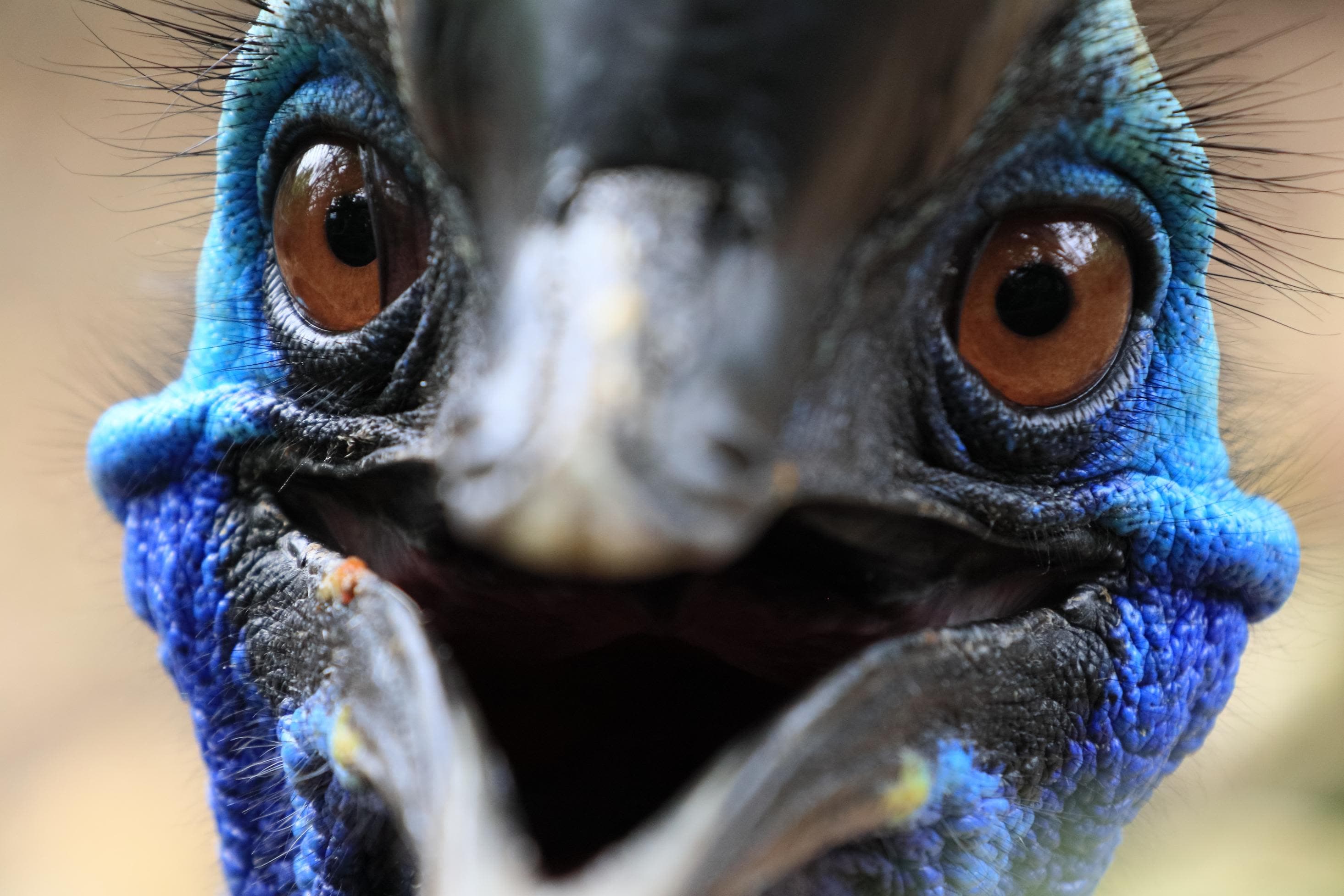 5 most dangerous birds in the world you should know